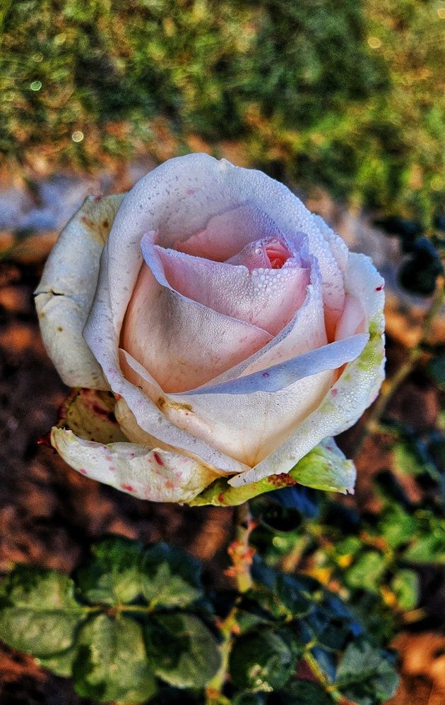 Photograph by GURJIT SHAH