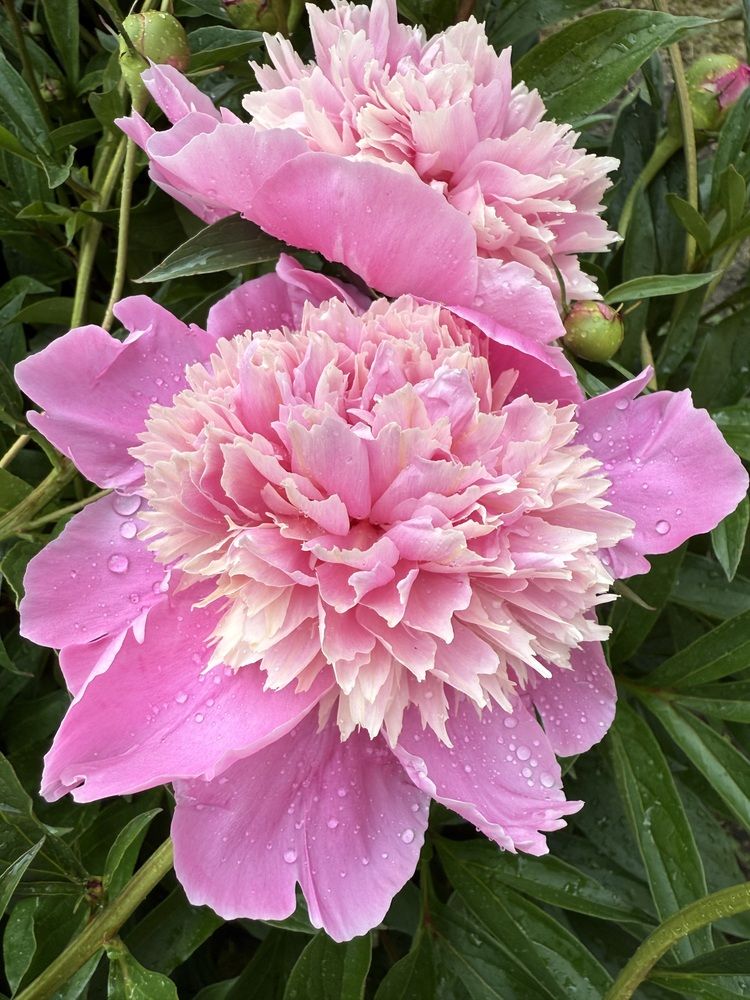 Photograph by Анастасия Германова