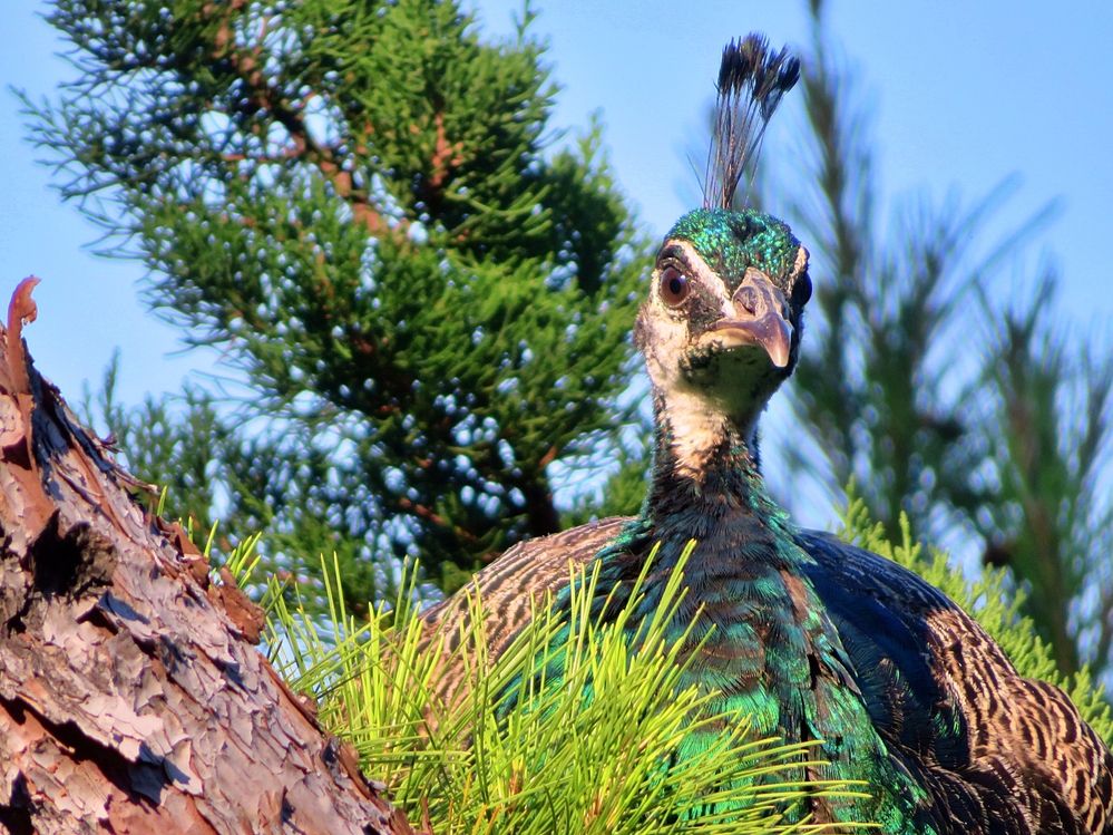 Peacock