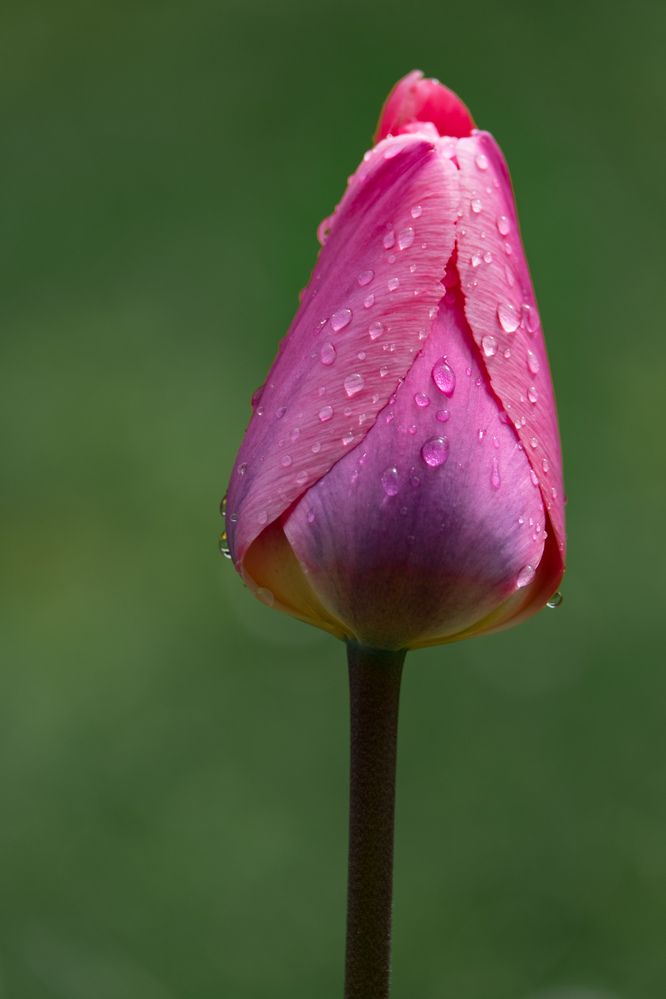 Photograph by Alexey Olkhovenko