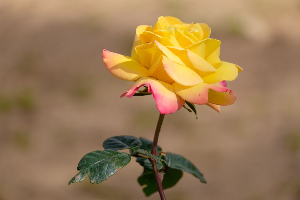 Photograph by Alexey Olkhovenko