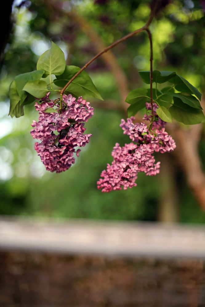 Фотография автора Ирина Муравьева