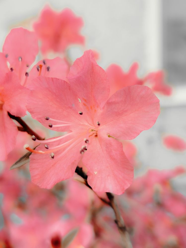 Photograph by Кристина Присяжная