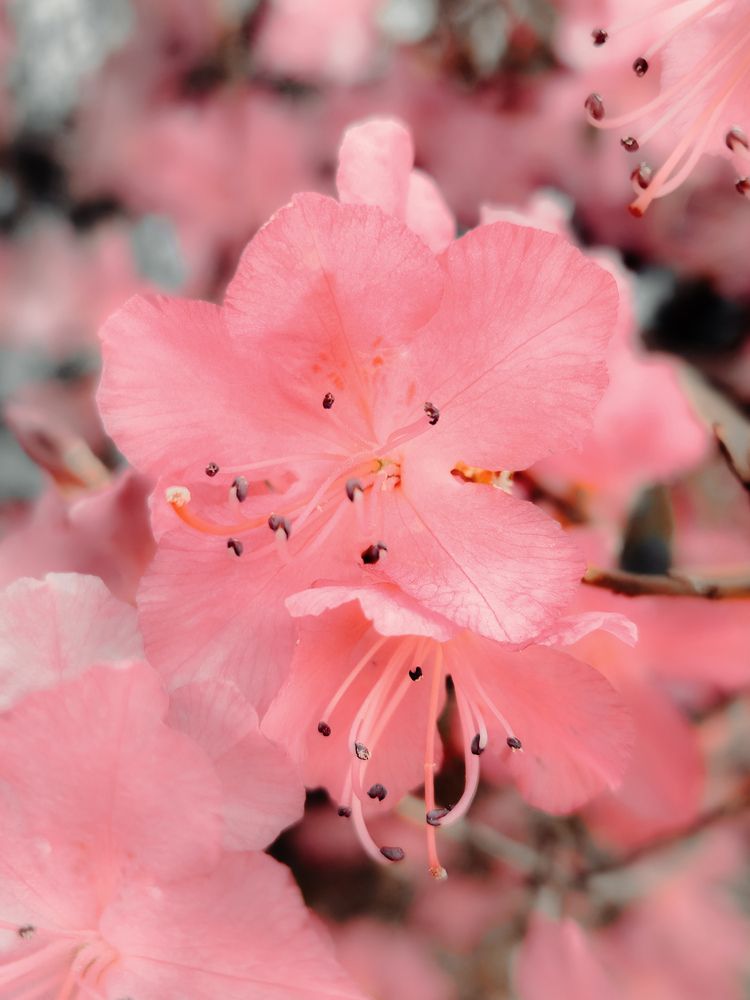 Photograph by Кристина Присяжная