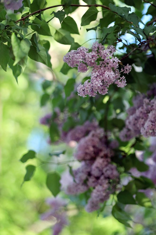 Фотография автора Ирина Муравьева