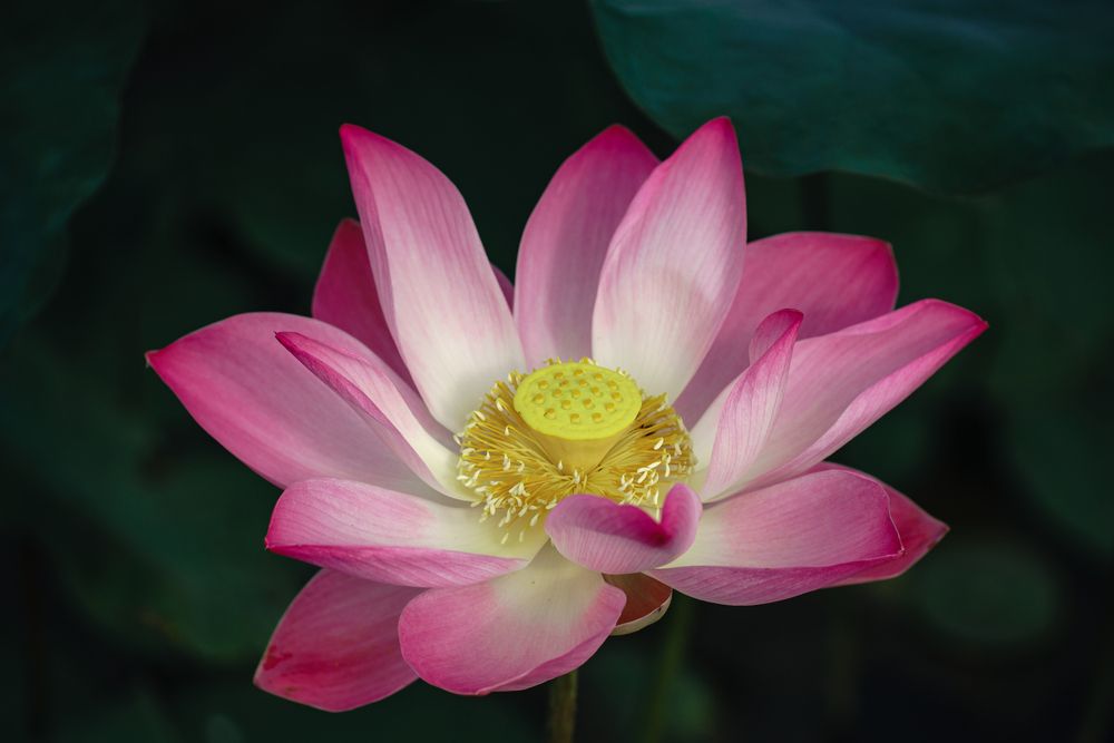 Фотография автора QUANG THOI HUA