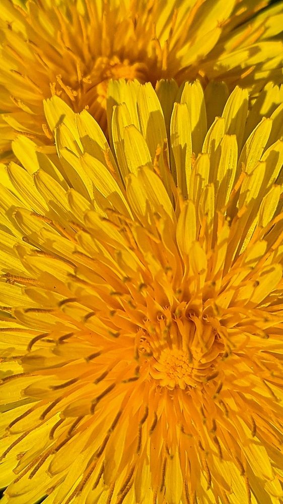 Фотография автора Васильева Ирина