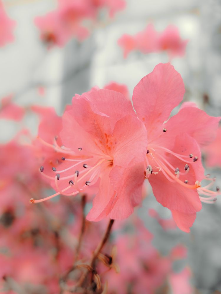 Photograph by Кристина Присяжная