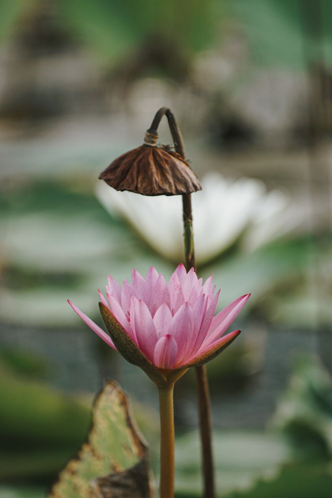 Фотография автора QUANG THOI HUA