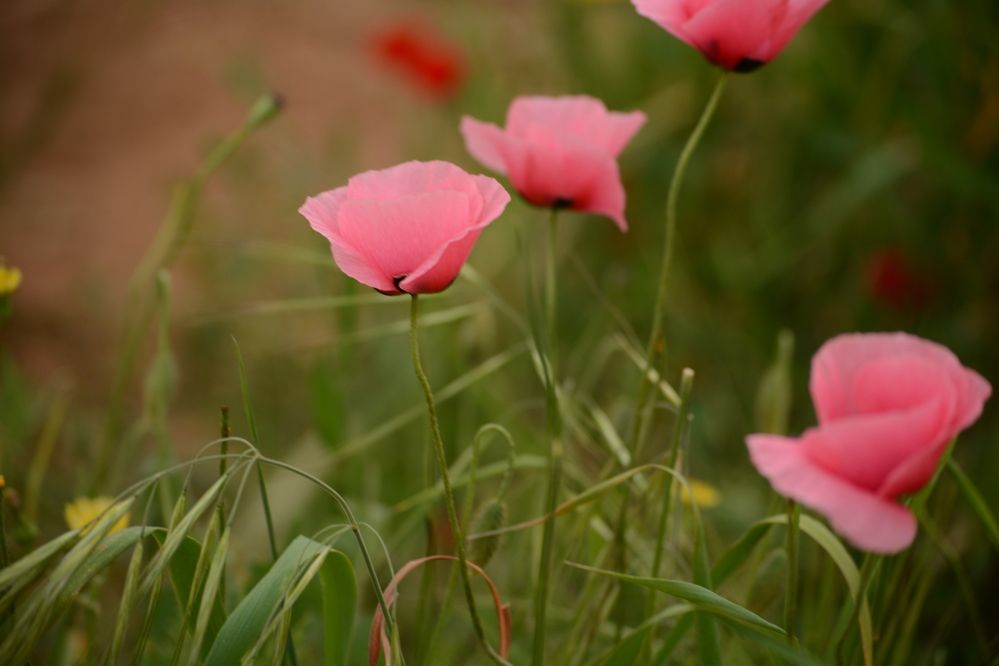 Photograph by esti lahat