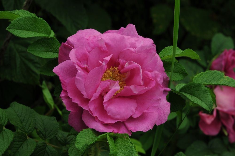 Фотография автора Кристина Киселёва