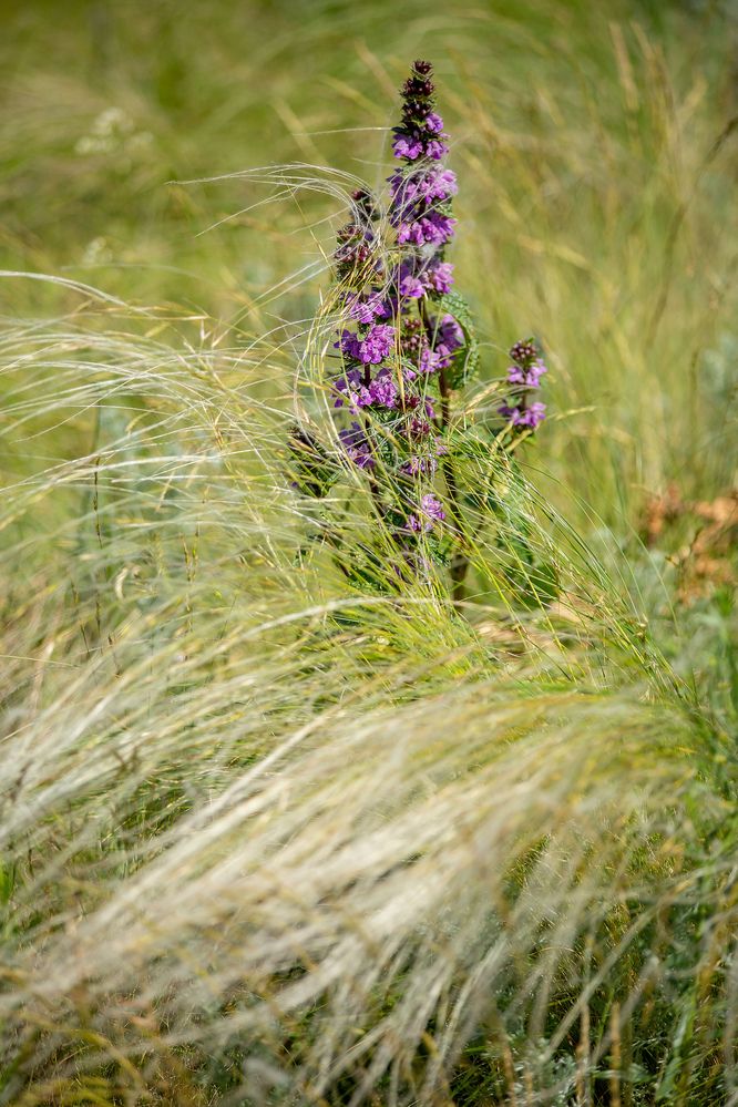 Photograph by Марина Комина