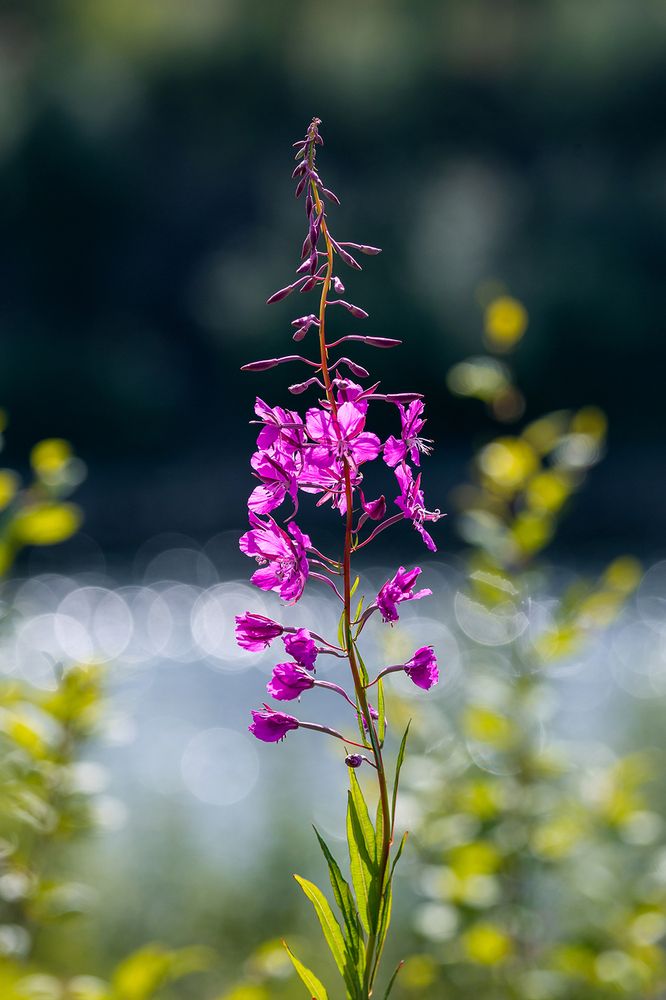 Photograph by Пешков Валерий