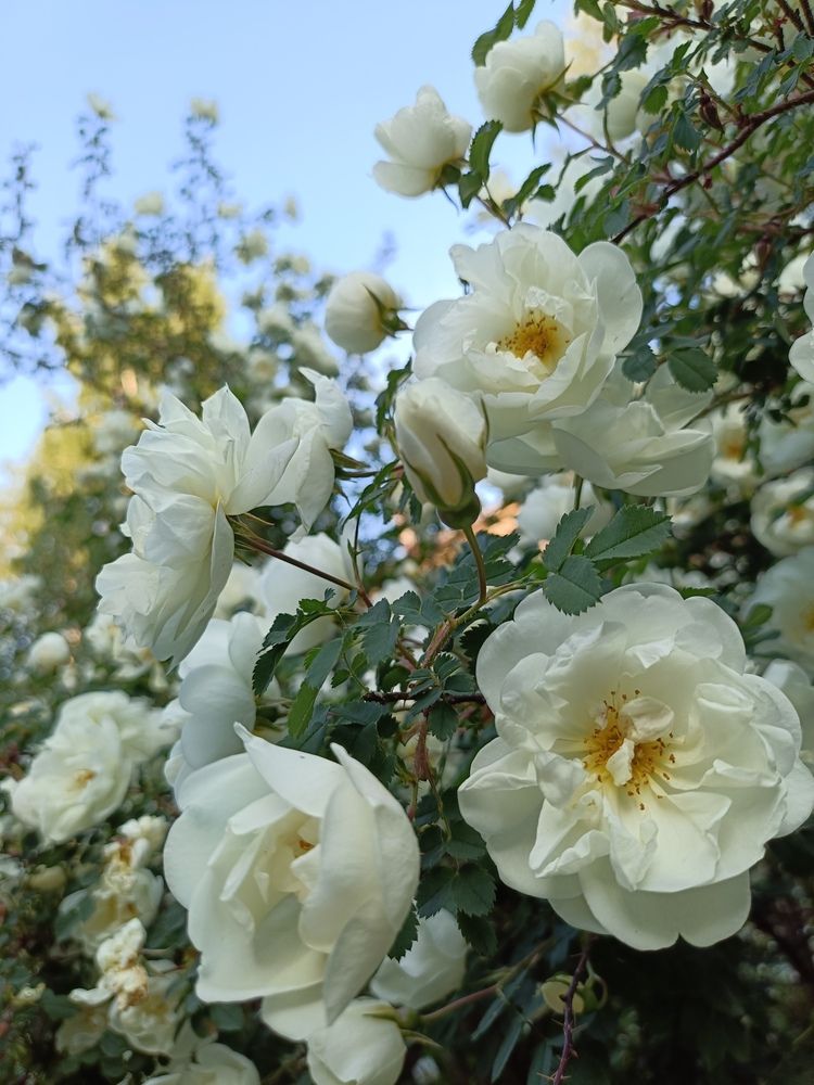 Фотография автора Кристина Киселёва