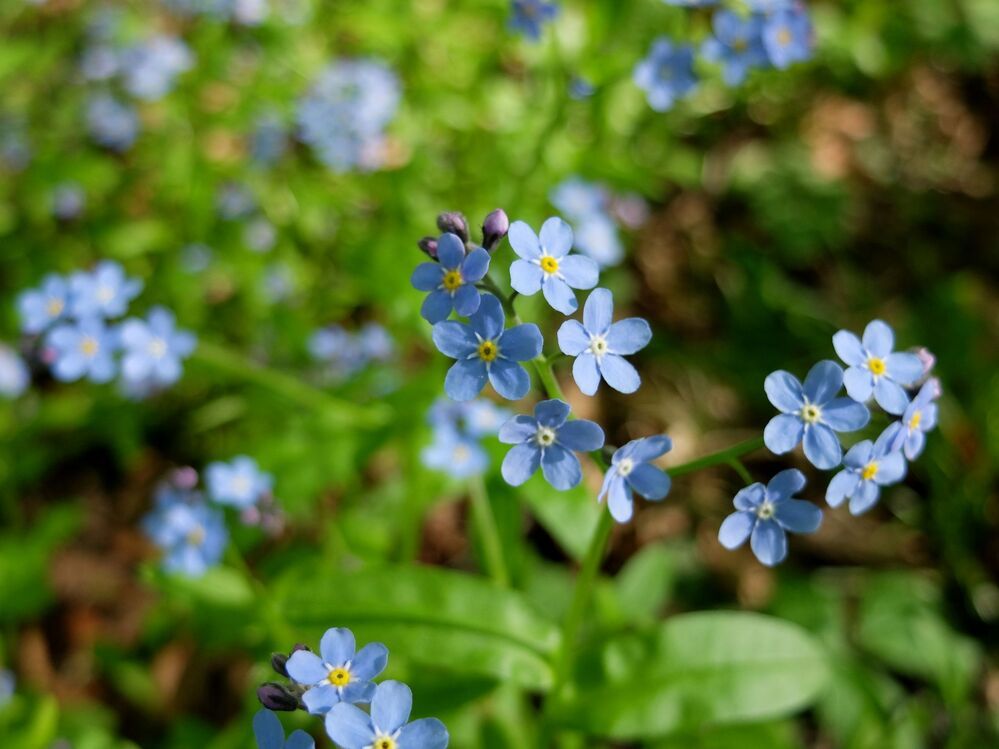 Photograph by Ираида Стародубцева