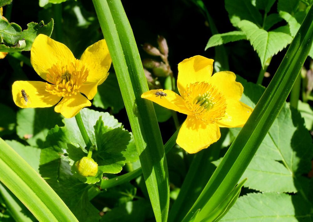 Photograph by Ираида Стародубцева