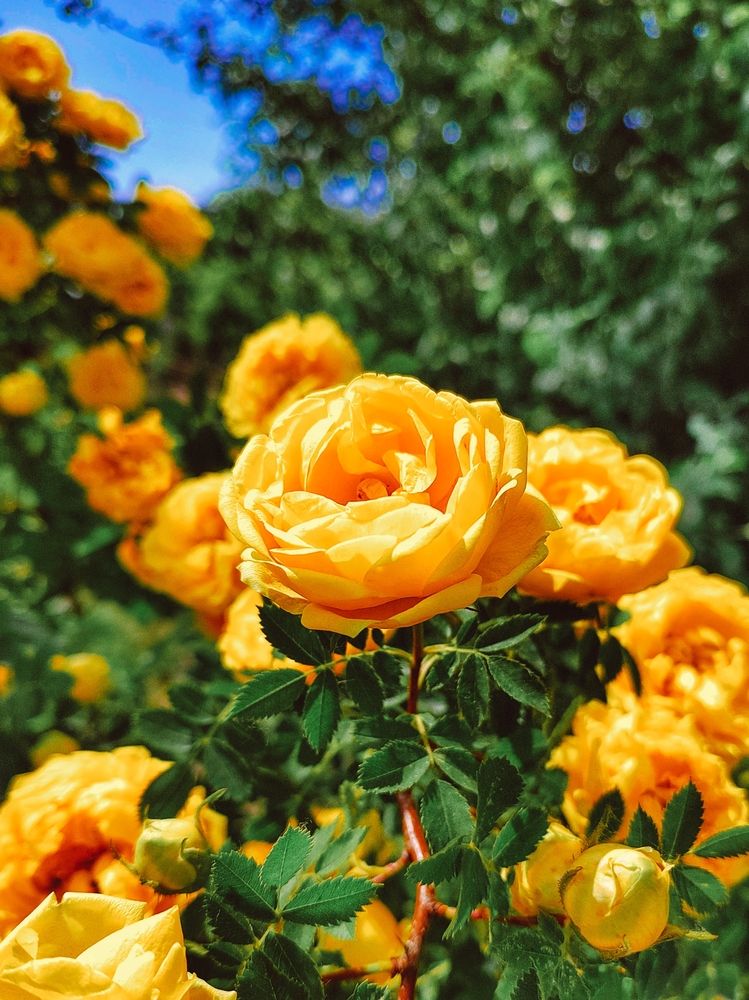 Photograph by Дарья Крапчетова