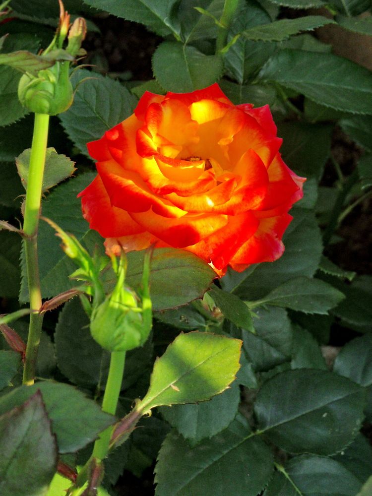 Photograph by Виталий Симоненков