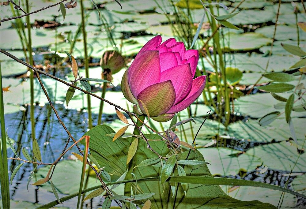 Photograph by Алексей Сиваков