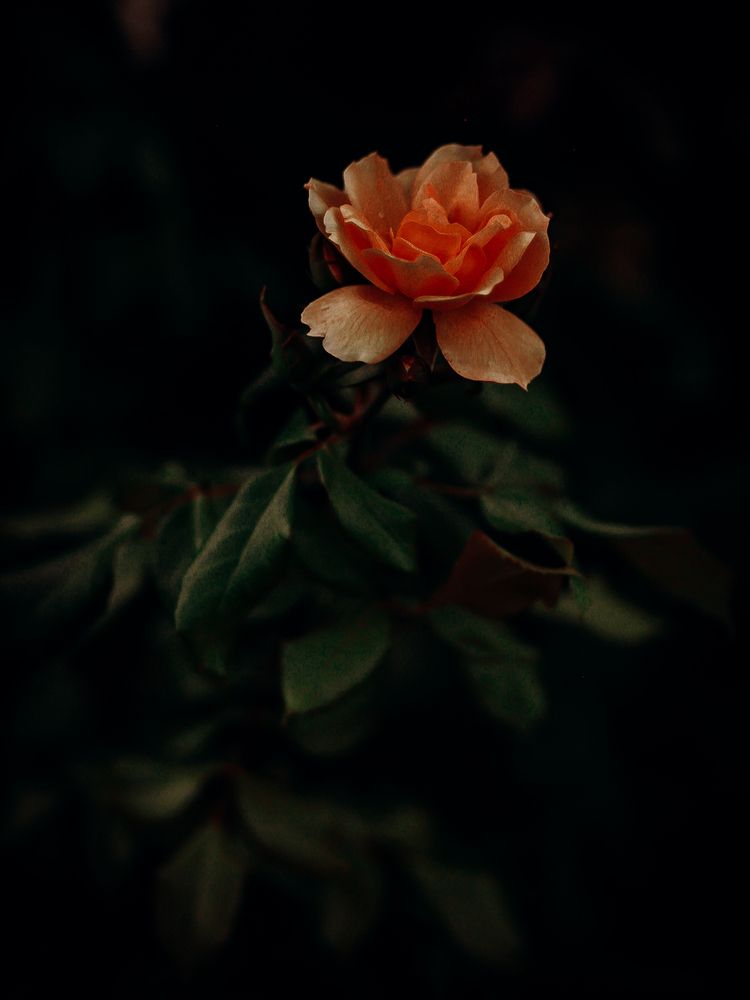 Фотография автора Елена Чиликина