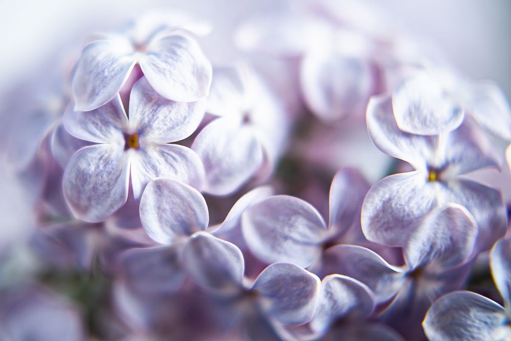 Фотография автора Елена Чиликина