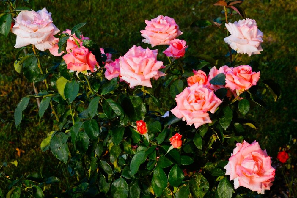 Photograph by Jozef Potocký