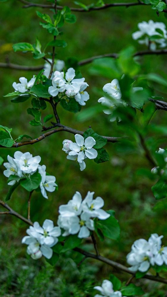 Фотография автора Елена Чиликина