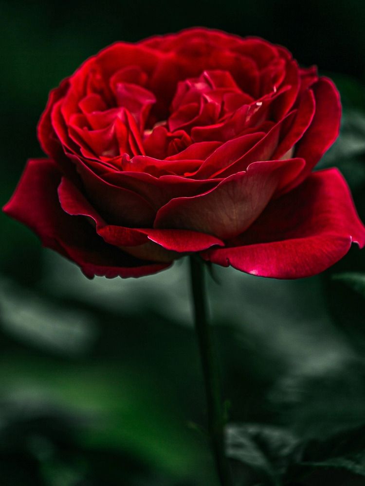 Фотография автора Елена Чиликина