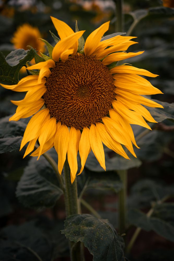 Photograph by Кончакова Дарья