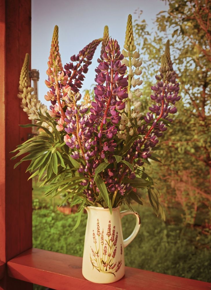 Букет люпина.