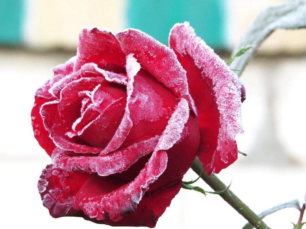 Photograph by Лариса Басова