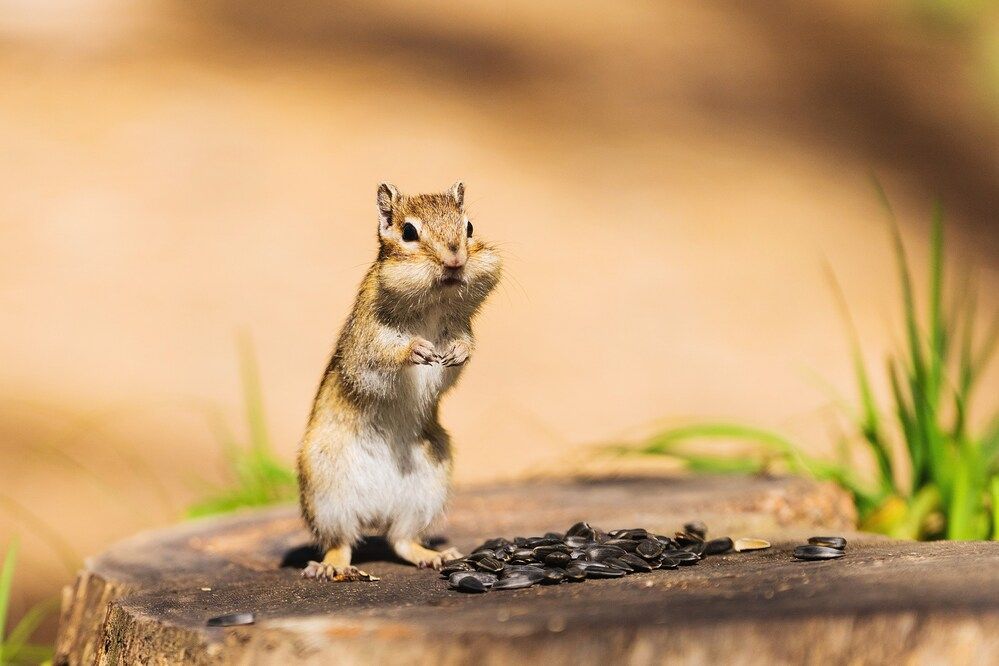 Фотография автора Юлия Бец