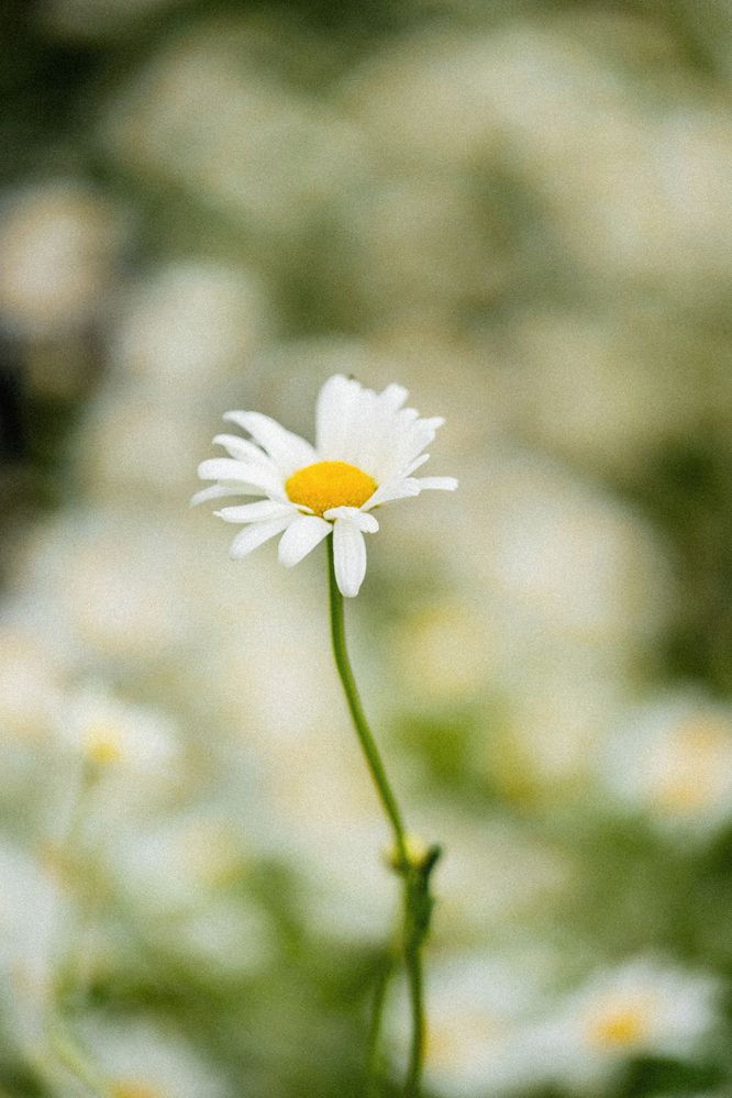 Фотография автора Юлия Бец