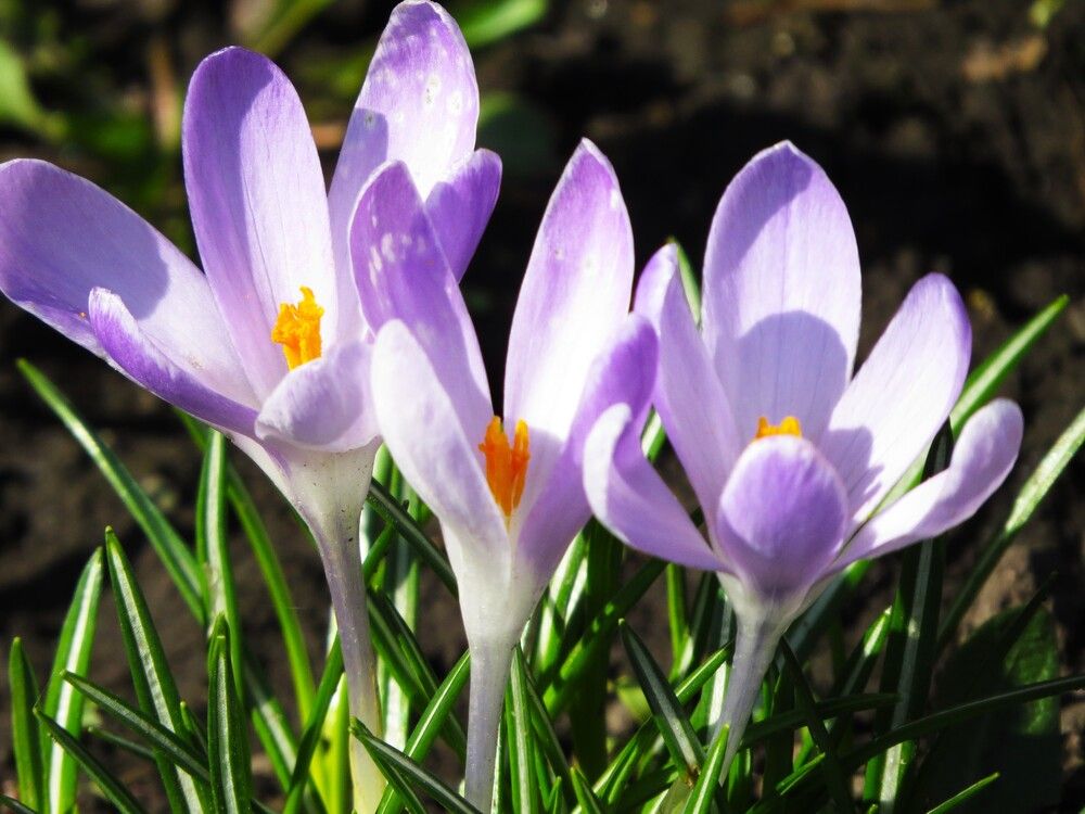 Photograph by Лариса Басова