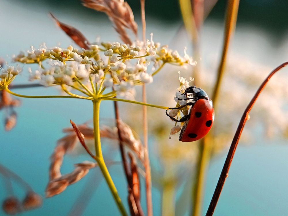 Краски лета
