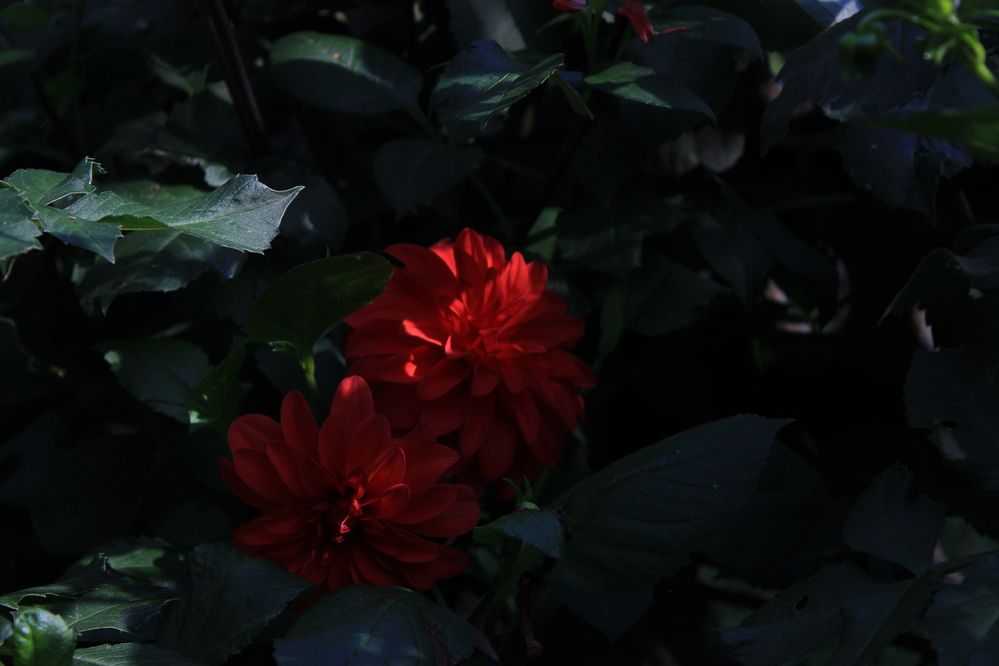 Photograph by Aurora