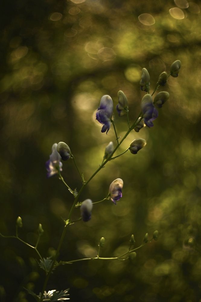 Photograph by Анна Петрова