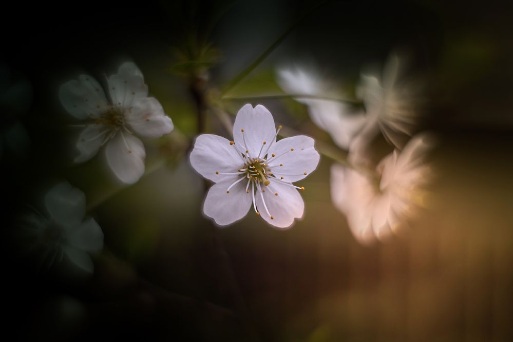 Photograph by Михаил Гаврилов