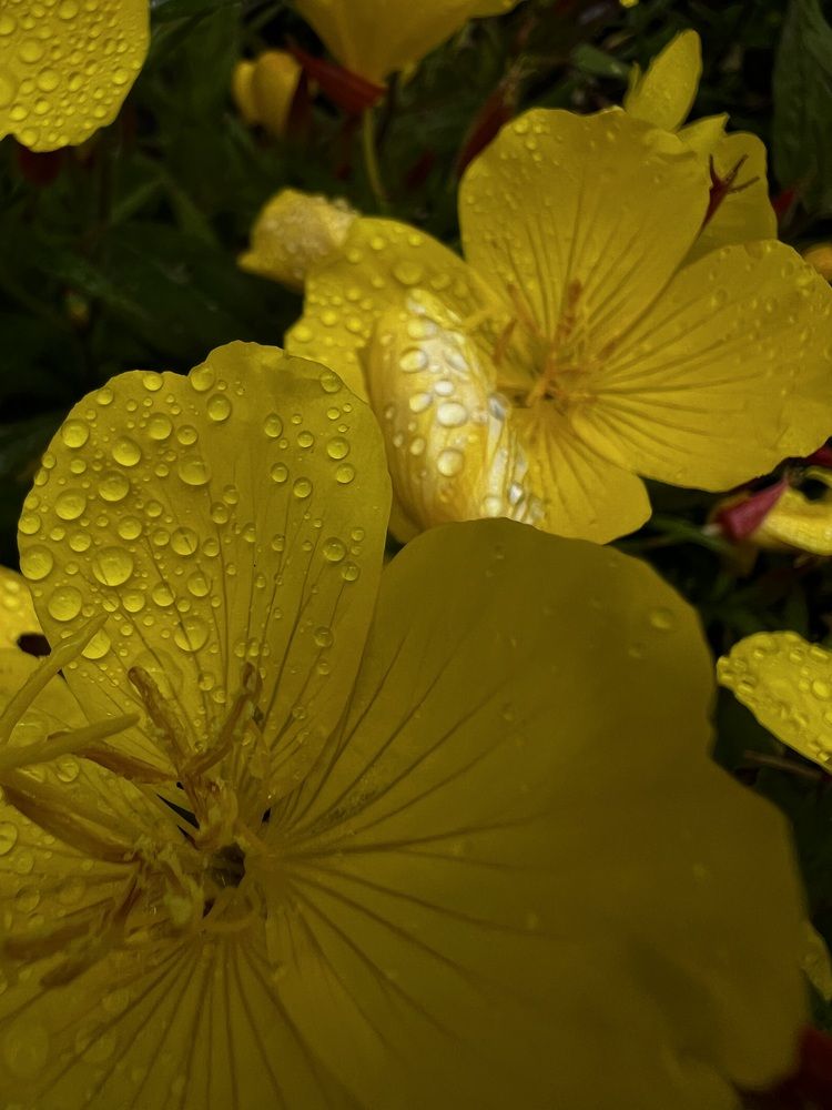 Photograph by Елена Зенкевич