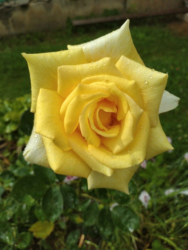 Фотография автора nft_lady_007