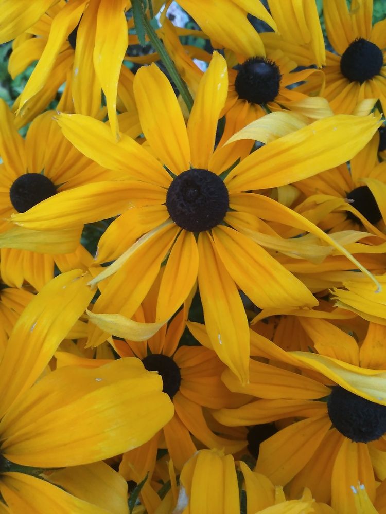 Фотография автора nft_lady_007