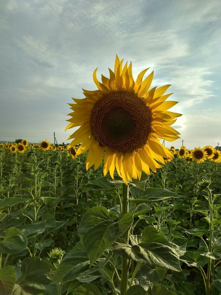 Фотография автора Татьяна Петренко