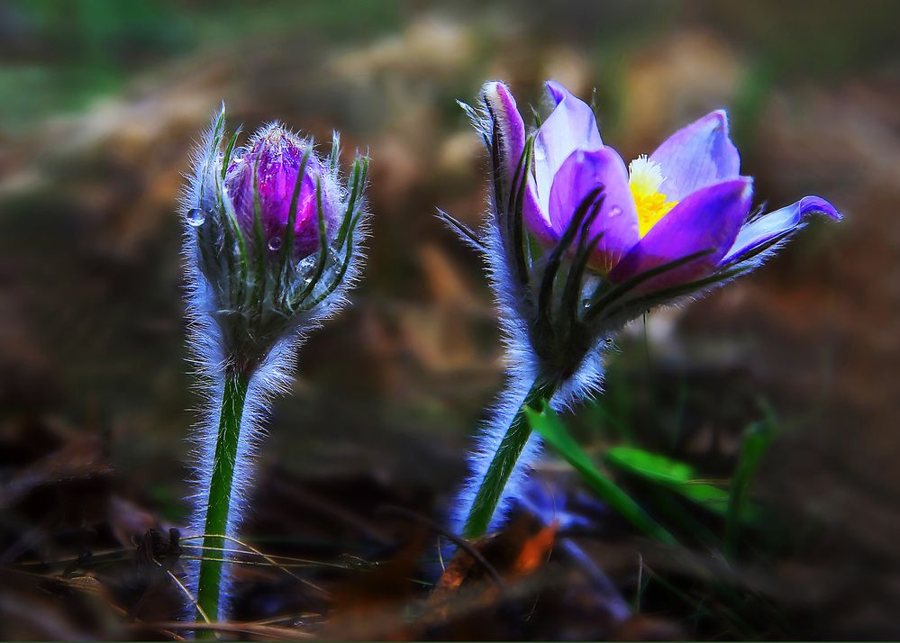 Photograph by Николай Протасеня