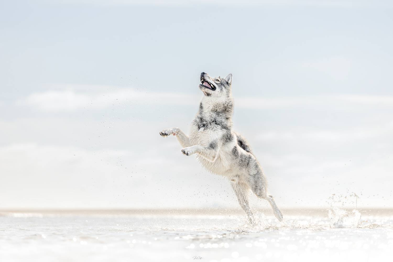 Фотография #12493401