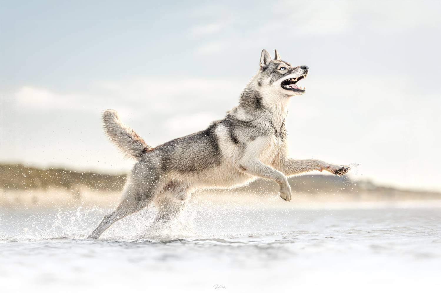 Фотография #12493404