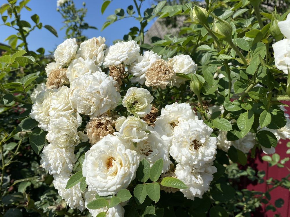 Photograph by Сергей Смирнов