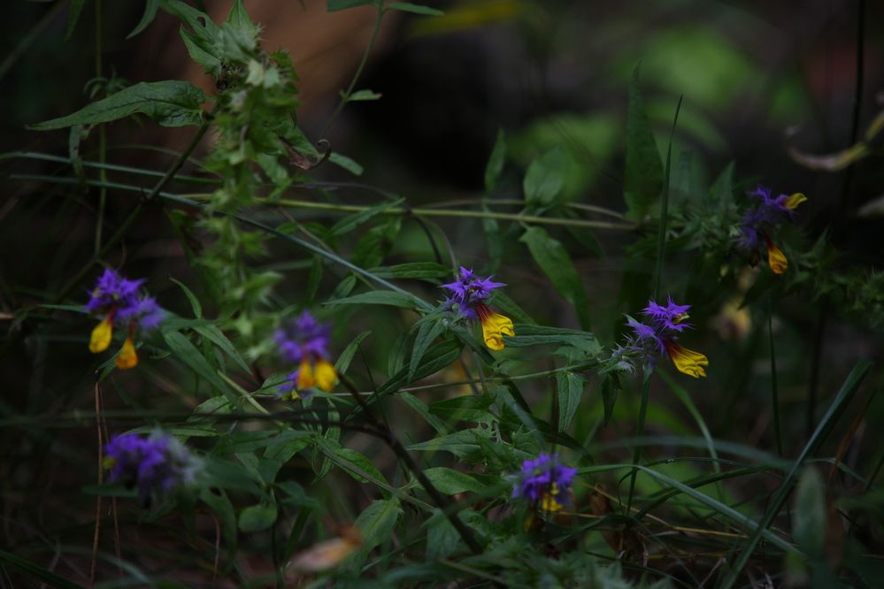 Фотография автора Иван Безрядин