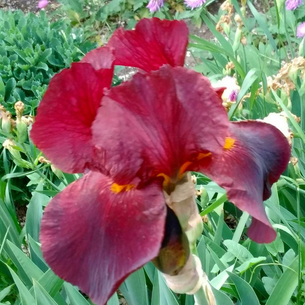 Photograph by Васильева Львовна