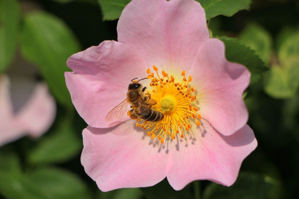Фотография автора Анатолий Борисов