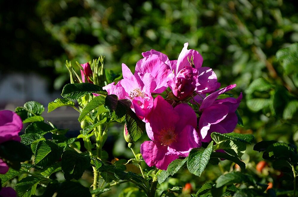 Photograph by Зинаида Фадеева